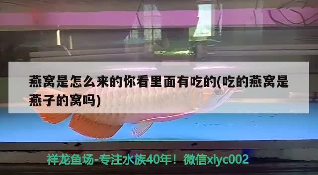 燕窩是怎么來的你看里面有吃的(吃的燕窩是燕子的窩嗎) 馬來西亞燕窩