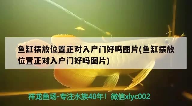 魚缸擺放位置正對入戶門好嗎圖片(魚缸擺放位置正對入戶門好嗎圖片) 黃金眼鏡蛇雷龍魚