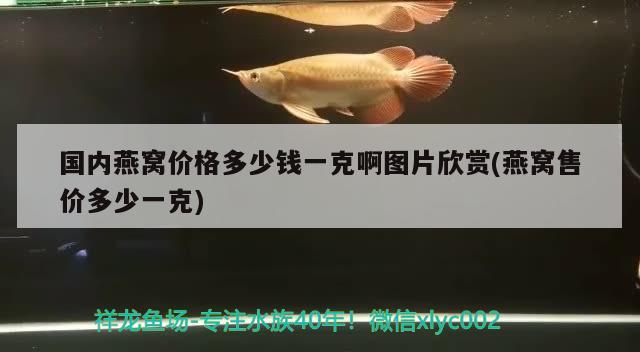 七彩神仙魚早期分類