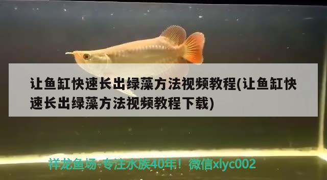 讓魚(yú)缸快速長(zhǎng)出綠藻方法視頻教程(讓魚(yú)缸快速長(zhǎng)出綠藻方法視頻教程下載) 球鯊魚(yú)