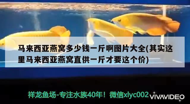 馬來西亞燕窩多少錢一斤啊圖片大全(其實這里馬來西亞燕窩直供一斤才要這個價) 馬來西亞燕窩