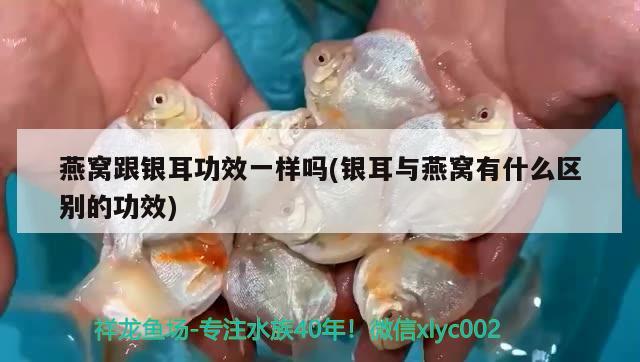 魚缸過濾材料擺放順序圖解視頻(魚缸過濾材料擺放順序圖解視頻大全) 胭脂孔雀龍魚