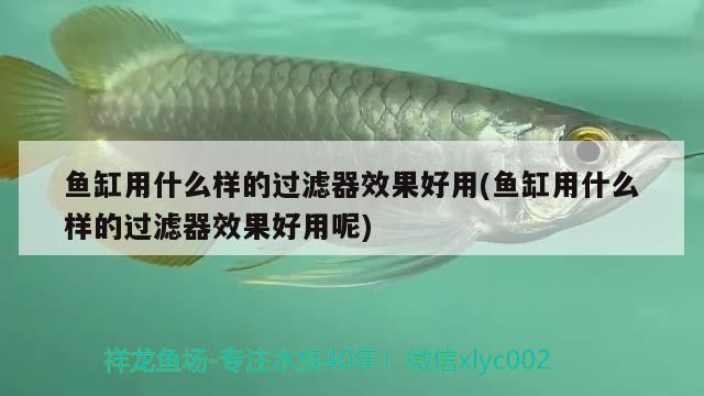 魚(yú)缸用什么樣的過(guò)濾器效果好用(魚(yú)缸用什么樣的過(guò)濾器效果好用呢)