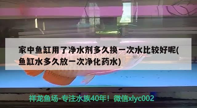 家中魚缸用了凈水劑多久換一次水比較好呢(魚缸水多久放一次凈化藥水) 祥龍水族護(hù)理水