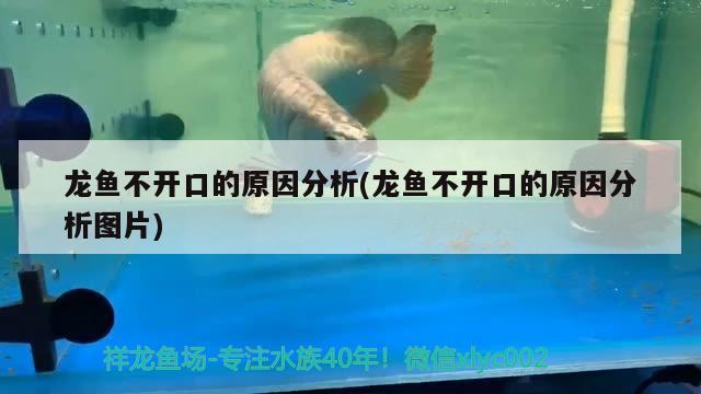 銀龍魚多少錢一條？，60萬一的銀龍魚多少錢一條？ 銀龍魚 第3張