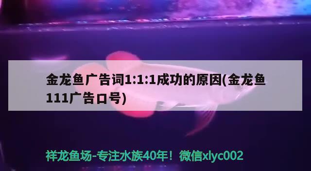 金龍魚廣告詞1:1:1成功的原因(金龍魚111廣告口號) 黃吉金龍（白子金龍魚） 第3張