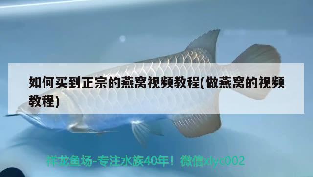 如何買到正宗的燕窩視頻教程(做燕窩的視頻教程) 馬來西亞燕窩