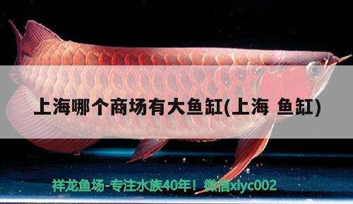 上海哪個商場有大魚缸(上海魚缸)