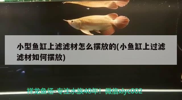 小型魚缸上濾濾材怎么擺放的(小魚缸上過濾濾材如何擺放) 金龍福龍魚