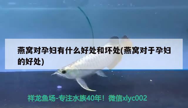 我的魚為什么趴在魚缸底下不動(dòng)了(魚為什么趴在魚缸底部不動(dòng)?) 觀賞魚飼料