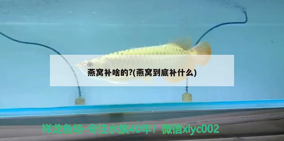 濮陽(yáng)二手魚缸交易市場(chǎng)（濮陽(yáng)魚缸批發(fā)市場(chǎng)）