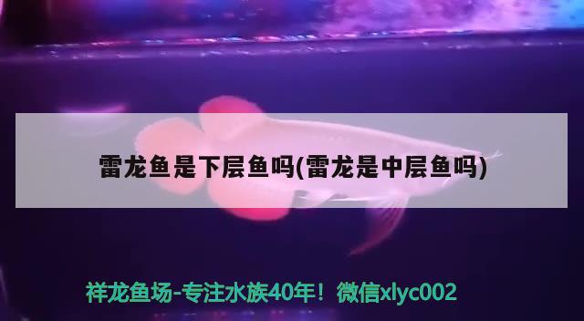 雷龍魚(yú)是下層魚(yú)嗎(雷龍是中層魚(yú)嗎) 其他益生菌