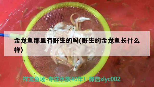 金龍魚那里有野生的嗎(野生的金龍魚長(zhǎng)什么樣)