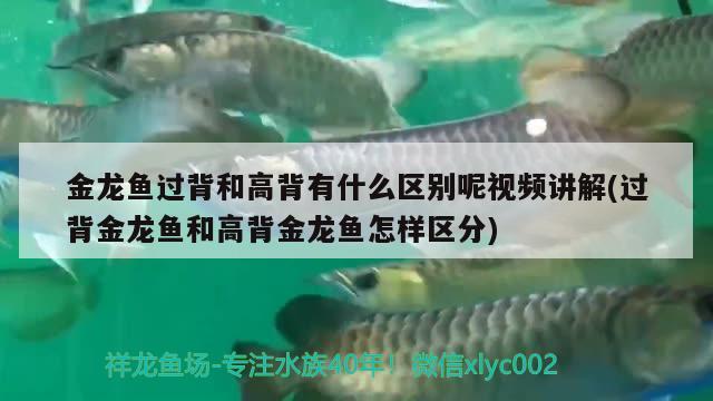 金龍魚過背和高背有什么區(qū)別呢視頻講解(過背金龍魚和高背金龍魚怎樣區(qū)分)