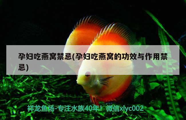 上海定制魚(yú)缸哪家最好的(定做大型魚(yú)缸上海) 七彩神仙魚(yú) 第2張