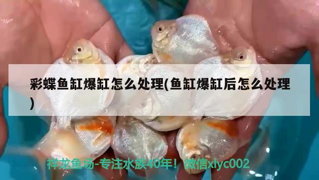 過濾器會把魚吸住，以及魚被吸到過濾器對應(yīng)的相關(guān)信息，小一點(diǎn)的金魚，經(jīng)常被過濾器吸住該怎么辦