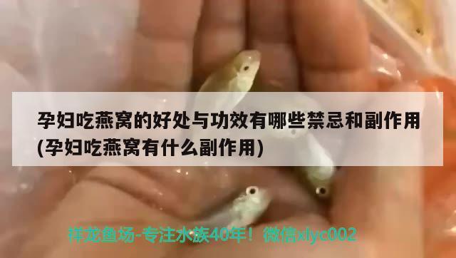 孕婦吃燕窩的好處與功效有哪些禁忌和副作用(孕婦吃燕窩有什么副作用) 馬來西亞燕窩