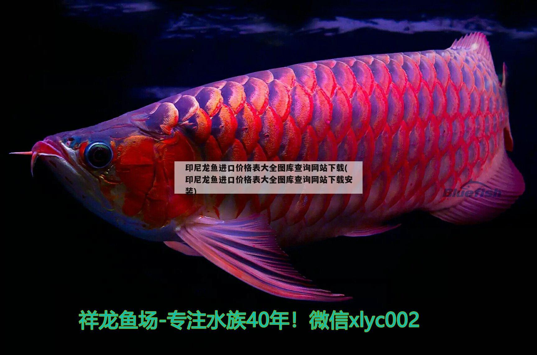 印尼龍魚進(jìn)口價(jià)格表大全圖庫查詢網(wǎng)站下載(印尼龍魚進(jìn)口價(jià)格表大全圖庫查詢網(wǎng)站下載安裝) 觀賞魚進(jìn)出口