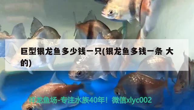 巨型銀龍魚多少錢一只(銀龍魚多錢一條大的)