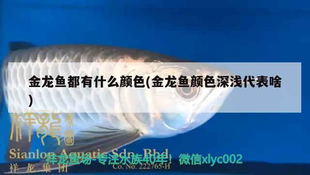 養(yǎng)慈鯛魚用什么魚缸比較好(慈鯛魚怎么養(yǎng)圖文介紹) 魚缸/水族箱