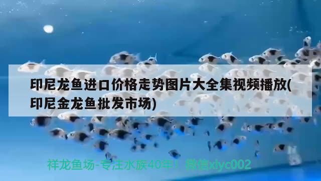 浮法熱彎玻璃魚缸容易爆嗎 熱彎浮法玻璃魚缸 危險