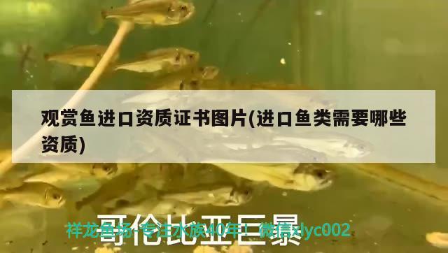 觀賞魚進(jìn)口資質(zhì)證書圖片(進(jìn)口魚類需要哪些資質(zhì))