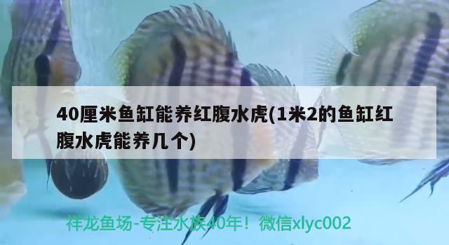 40厘米魚缸能養(yǎng)紅腹水虎(1米2的魚缸紅腹水虎能養(yǎng)幾個) 食人魚（水虎）