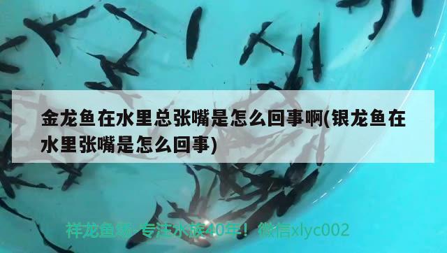 觀賞魚進(jìn)口流程視頻講解大全集下載安裝免費(fèi)(觀賞魚養(yǎng)殖技術(shù)視頻)