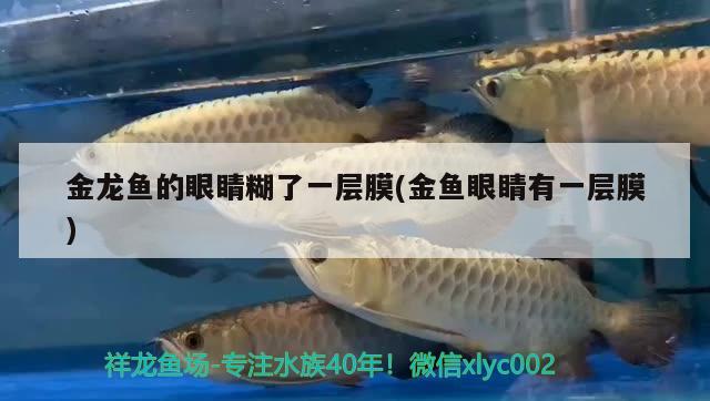 金龍魚的眼睛糊了一層膜(金魚眼睛有一層膜) 飛鳳魚苗