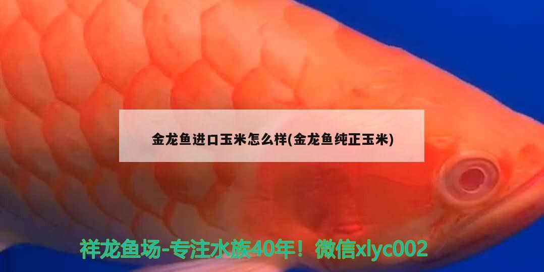 金龍魚進口玉米怎么樣(金龍魚純正玉米) 觀賞魚進出口