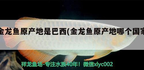 金龍魚(yú)原產(chǎn)地是巴西(金龍魚(yú)原產(chǎn)地哪個(gè)國(guó)家) 女王大帆魚(yú)