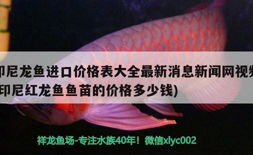 印尼龍魚進口價格表大全最新消息新聞網(wǎng)視頻(印尼紅龍魚魚苗的價格多少錢) 紅龍魚百科