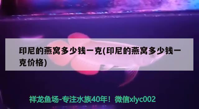 印尼的燕窩多少錢一克(印尼的燕窩多少錢一克價格) 馬來西亞燕窩