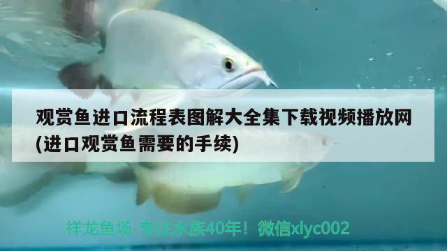 觀賞魚進口流程表圖解大全集下載視頻播放網(進口觀賞魚需要的手續(xù))