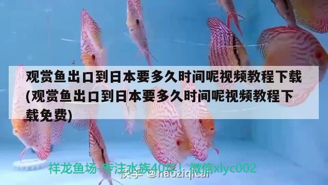 觀賞魚出口到日本要多久時(shí)間呢視頻教程下載(觀賞魚出口到日本要多久時(shí)間呢視頻教程下載免費(fèi)) 觀賞魚進(jìn)出口