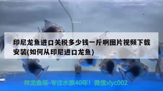 印尼龍魚進口關稅多少錢一斤啊圖片視頻下載安裝(如何從印尼進口龍魚) 觀賞魚進出口