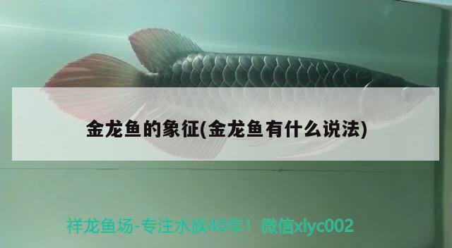 金龍魚的象征(金龍魚有什么說法) 非洲金鼓魚