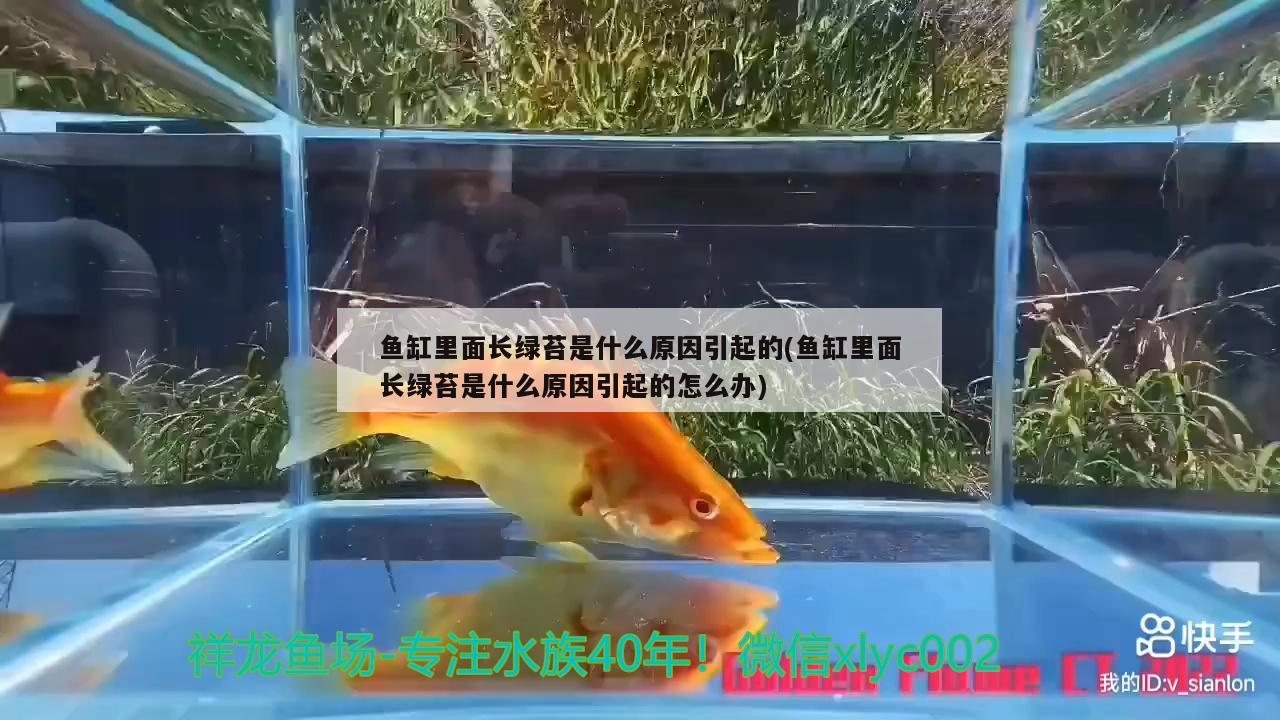 鹽城賣魚缸的地方嗎（鹽城魚缸店） 祥龍魚場(chǎng)