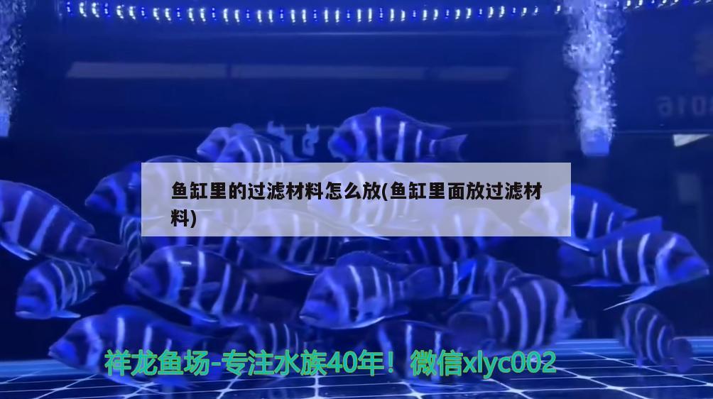 魚缸里的過濾材料怎么放(魚缸里面放過濾材料) 黃金達摩魚