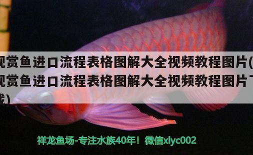 魚缸如何養(yǎng)鯽魚鯉魚視頻(魚缸如何養(yǎng)鯽魚鯉魚視頻講解)