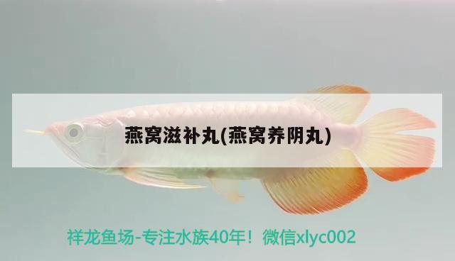 海洋玻璃：海洋玻璃球 觀賞魚 第3張