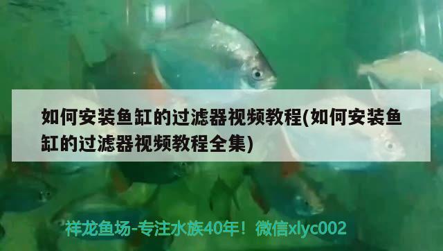 如何安裝魚缸的過濾器視頻教程(如何安裝魚缸的過濾器視頻教程全集) 委內(nèi)瑞拉奧里諾三間魚苗