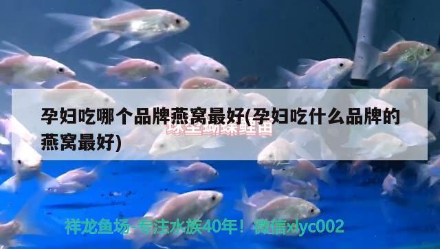 金魚的尾巴有哪些品種，哪種金魚最容易養(yǎng)純白色金魚 泰國斗魚 第3張