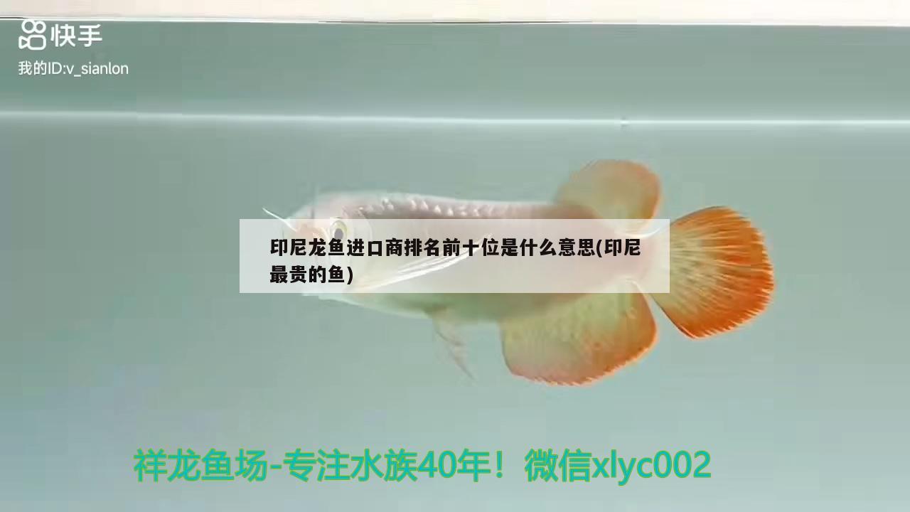 印尼龍魚進(jìn)口商排名前十位是什么意思(印尼最貴的魚) 觀賞魚進(jìn)出口