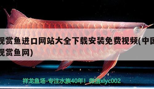 金魚的尾巴有哪些品種，哪種金魚最容易養(yǎng)純白色金魚 泰國斗魚 第2張