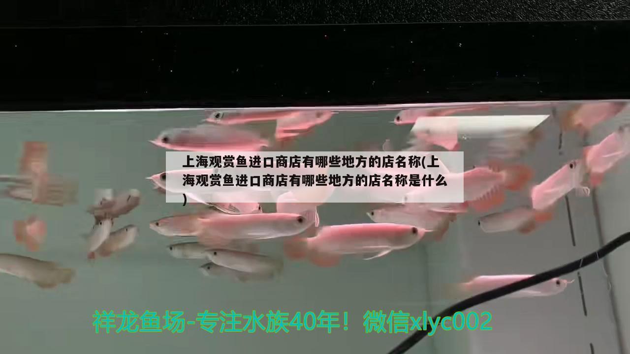 上海觀賞魚進(jìn)口商店有哪些地方的店名稱(上海觀賞魚進(jìn)口商店有哪些地方的店名稱是什么) 觀賞魚進(jìn)出口