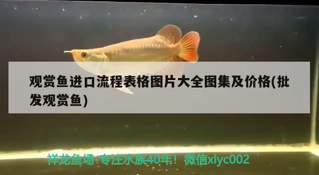 觀賞魚進(jìn)口流程表格圖片大全圖集及價(jià)格(批發(fā)觀賞魚) 觀賞魚進(jìn)出口