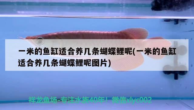 一米的魚(yú)缸適合養(yǎng)幾條蝴蝶鯉呢(一米的魚(yú)缸適合養(yǎng)幾條蝴蝶鯉呢圖片) 蝴蝶鯉