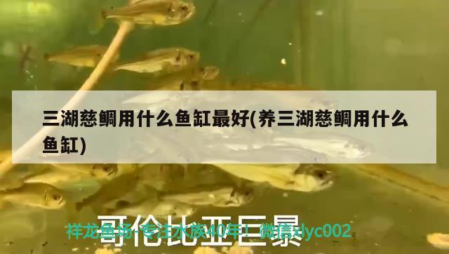 三湖慈鯛用什么魚(yú)缸最好(養(yǎng)三湖慈鯛用什么魚(yú)缸)