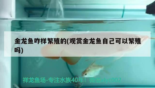 金龍魚咋樣繁殖的(觀賞金龍魚自己可以繁殖嗎)